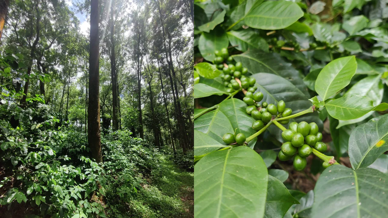 Coffee Plantation Tours