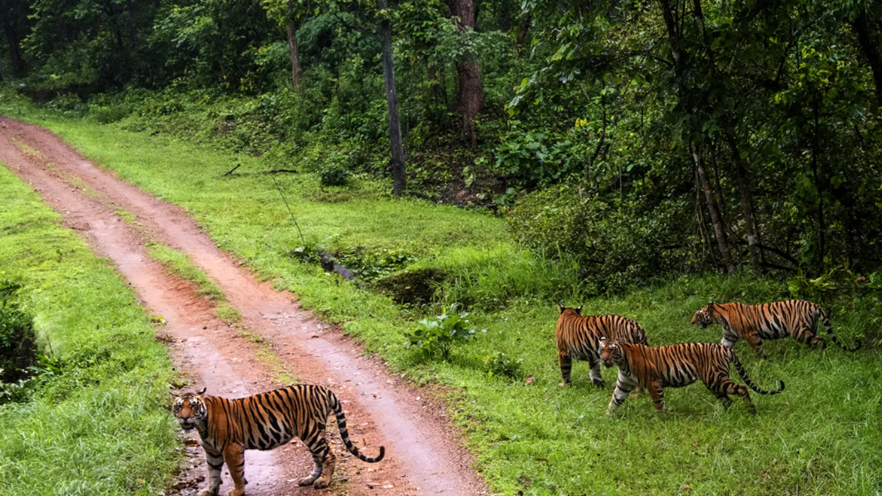 Kanha Madhya Pradesh