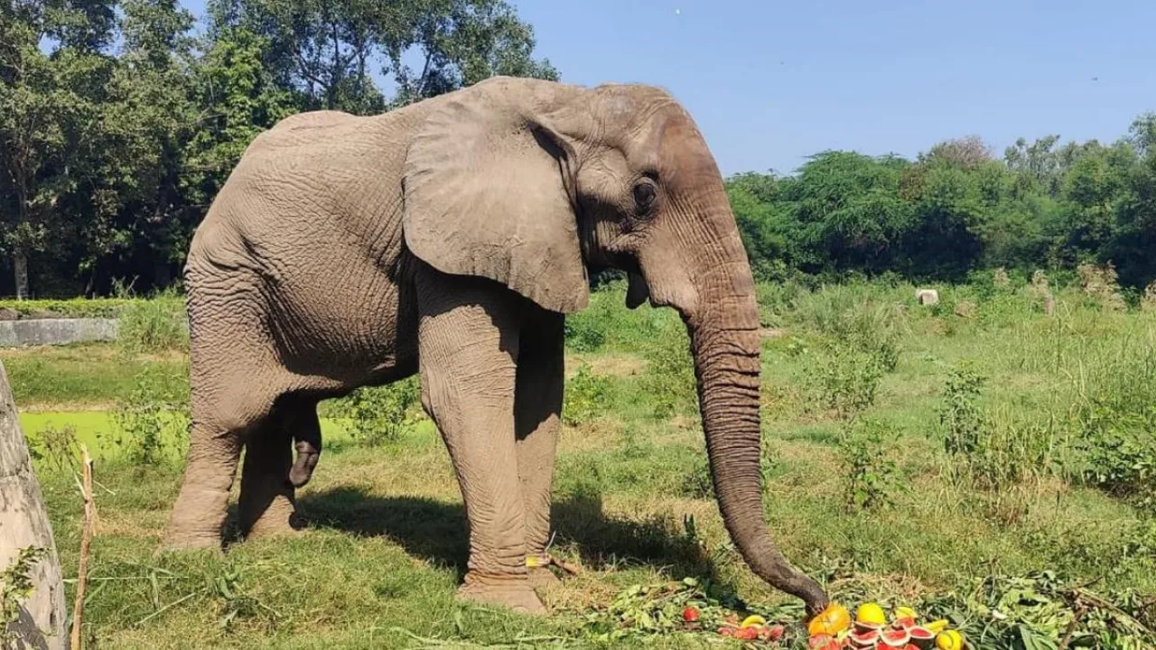 Shankar African Elephant 