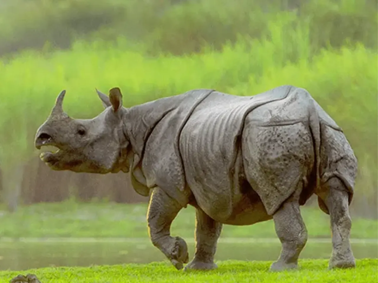 kaziranga rhinos