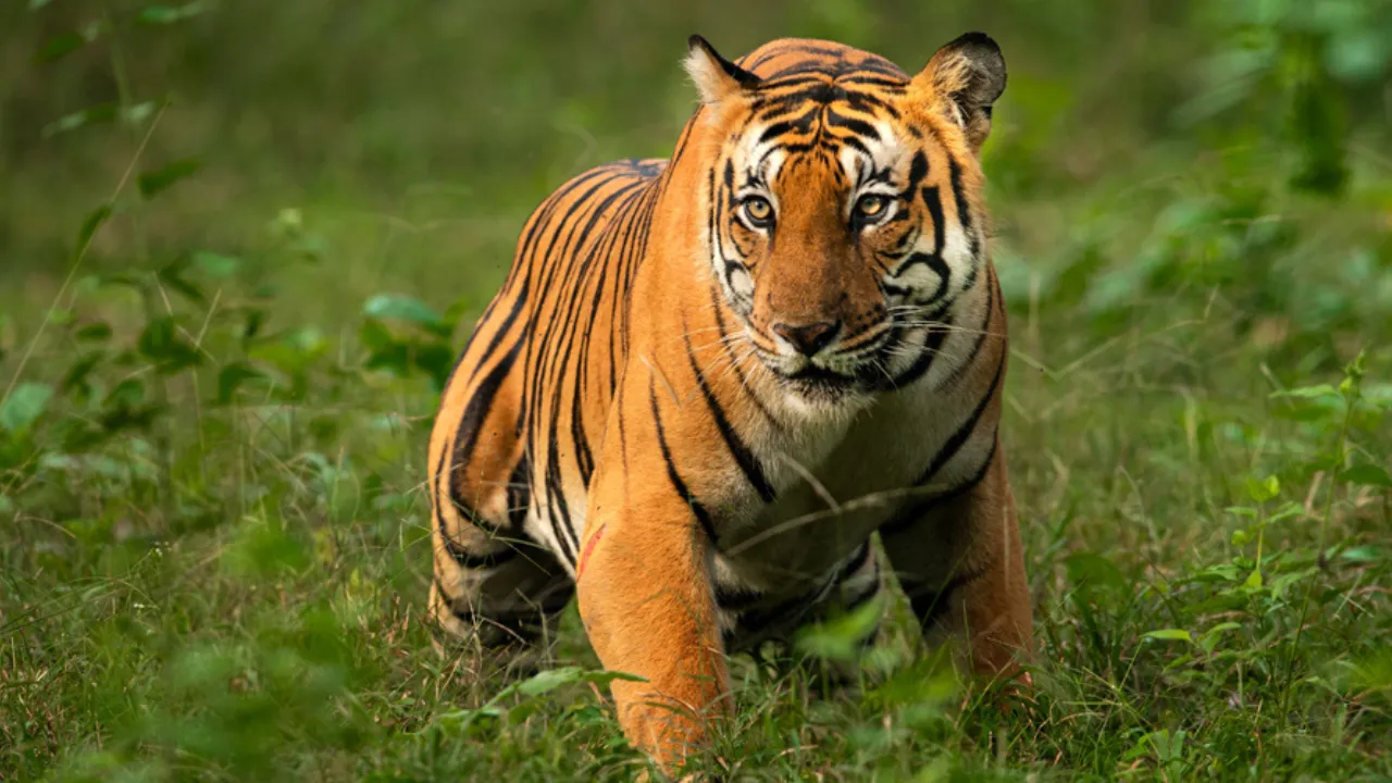 Jim Corbett National Park