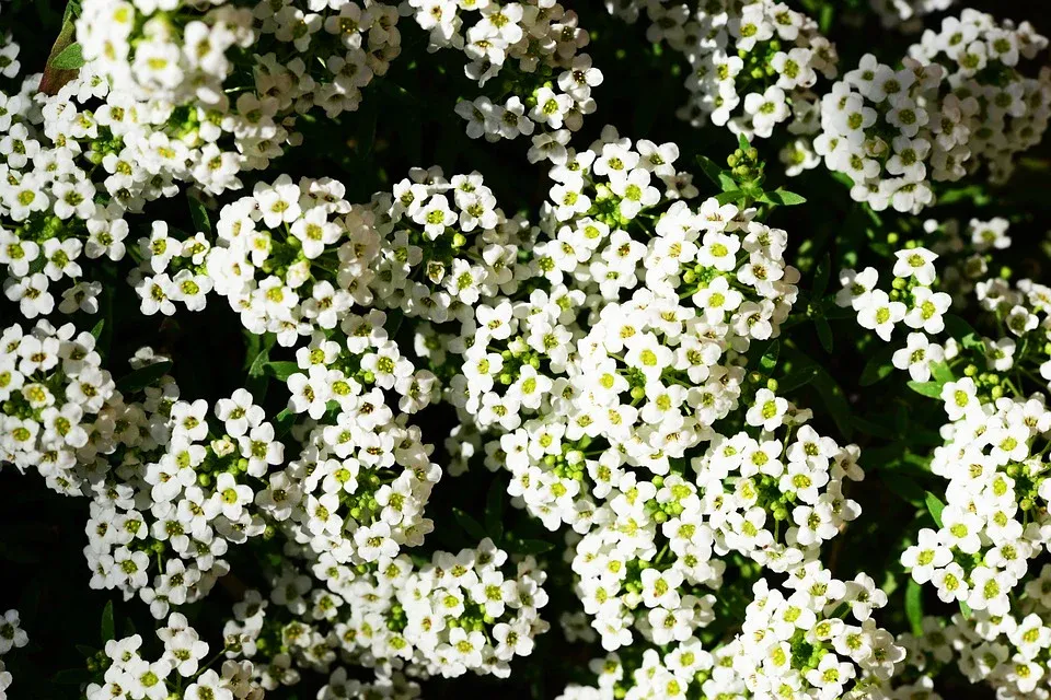 Alyssum flower