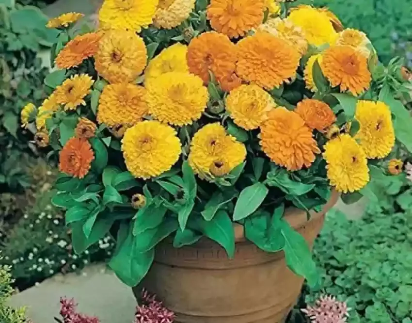 Calendula pot marigold