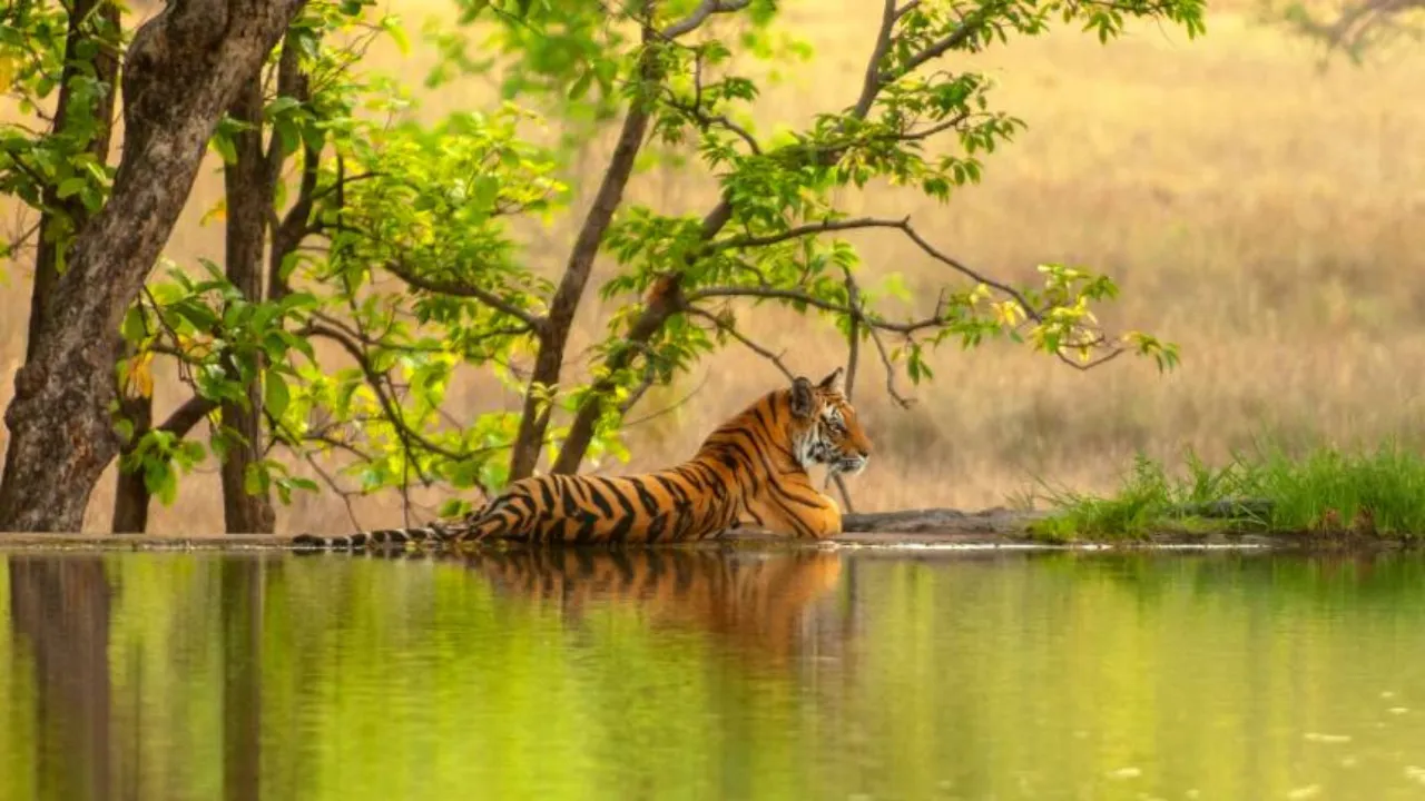 Ranthambore National Park