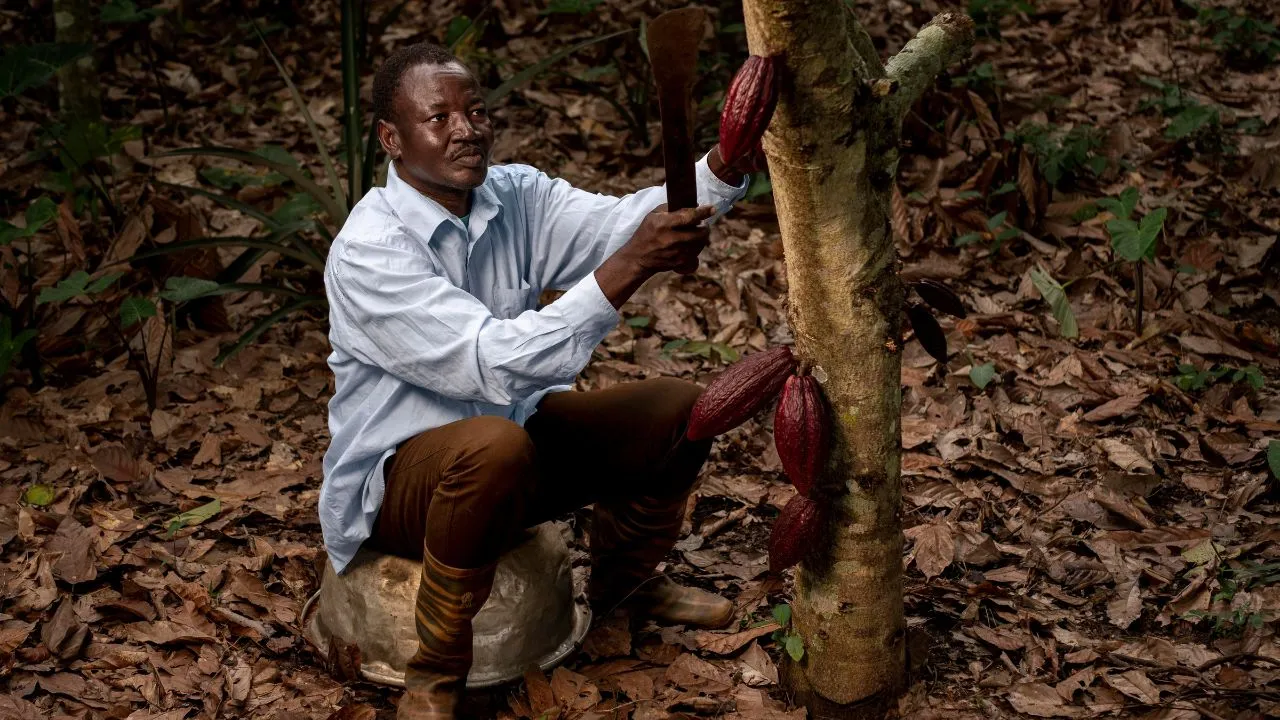 Cocoa Farmer in Africa