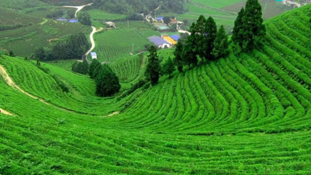 Coonoor