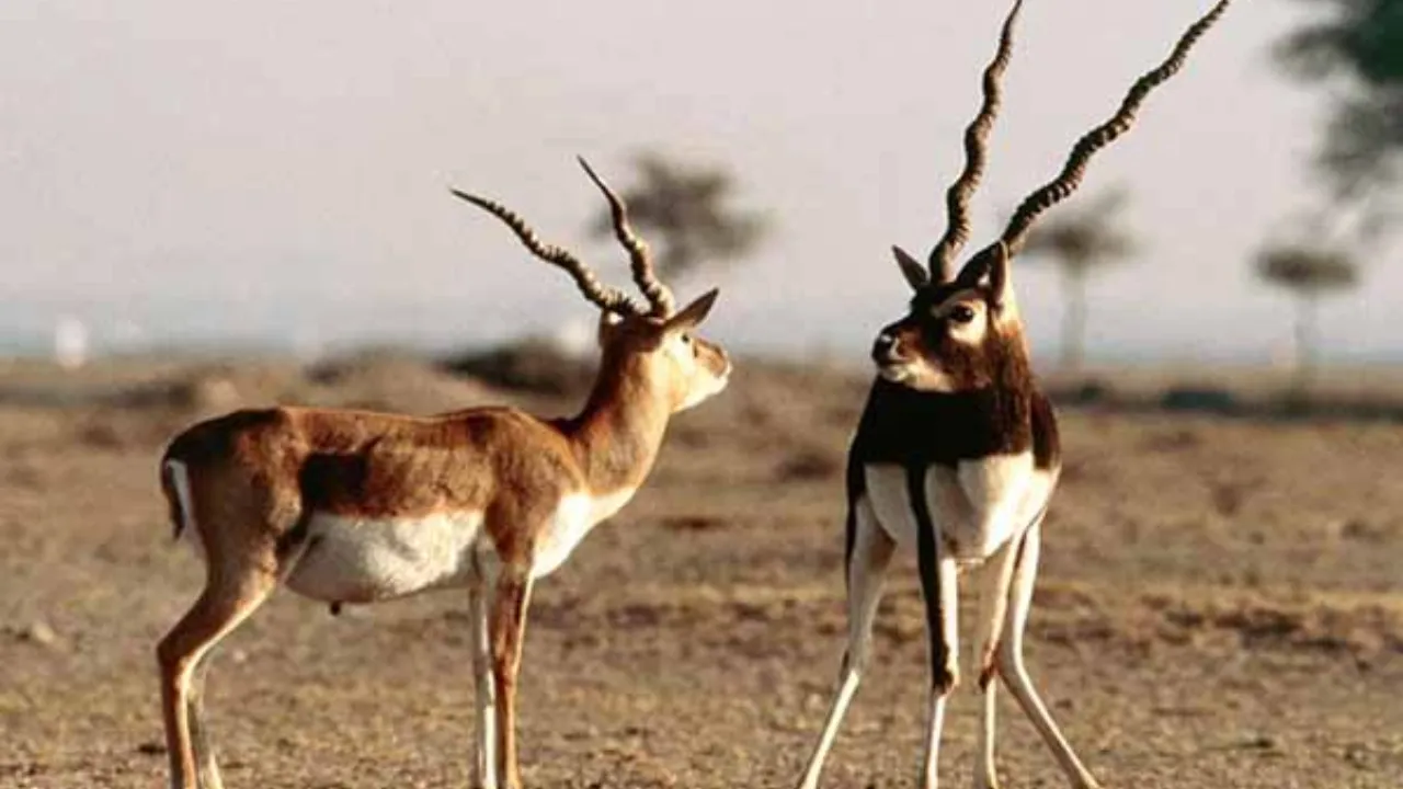 wildlife in rajasthan