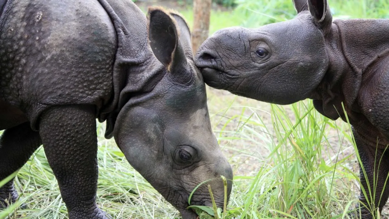 Manas National Park 