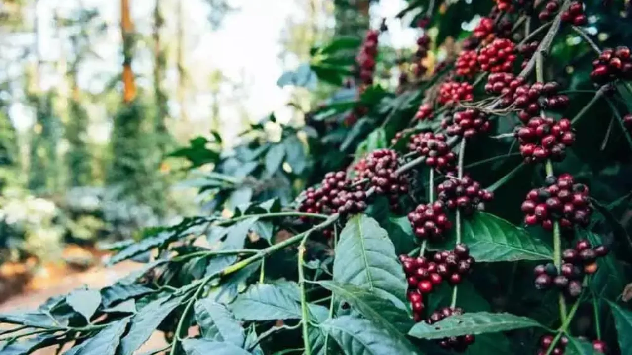 Araku Coffee