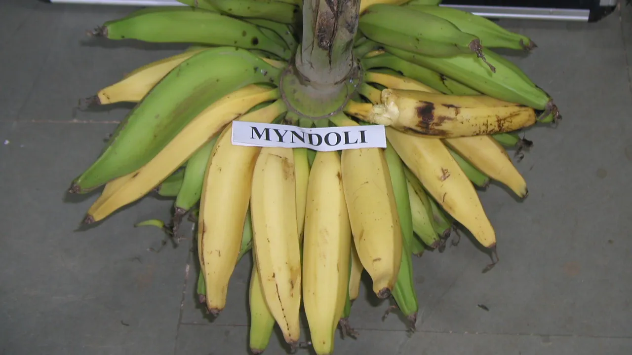 Myandoli Banana