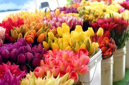 Wholesale flower