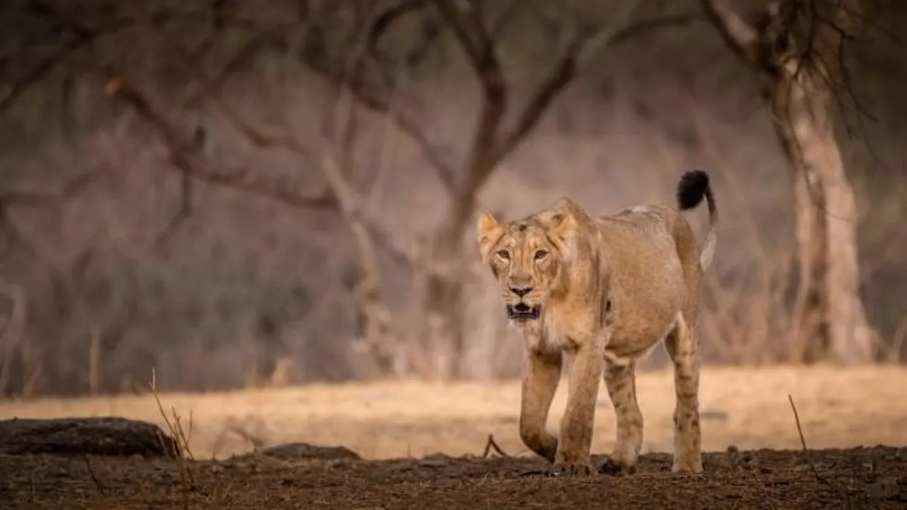 Gir National Park