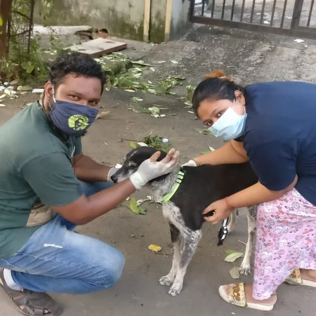 Mumbaikars feeding stray dogs