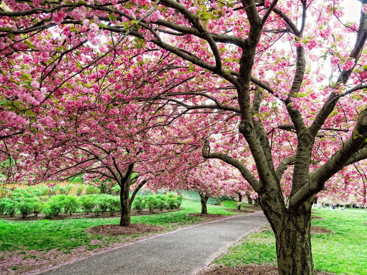 The Khangchendzonga National Park is home to cherry blossom trees