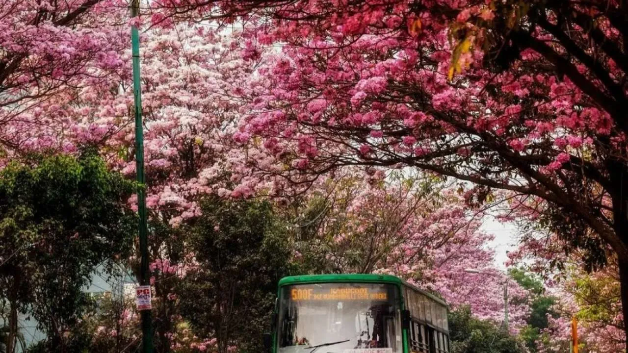 Bangalore. Karnataka. Cherry Blossom in India.