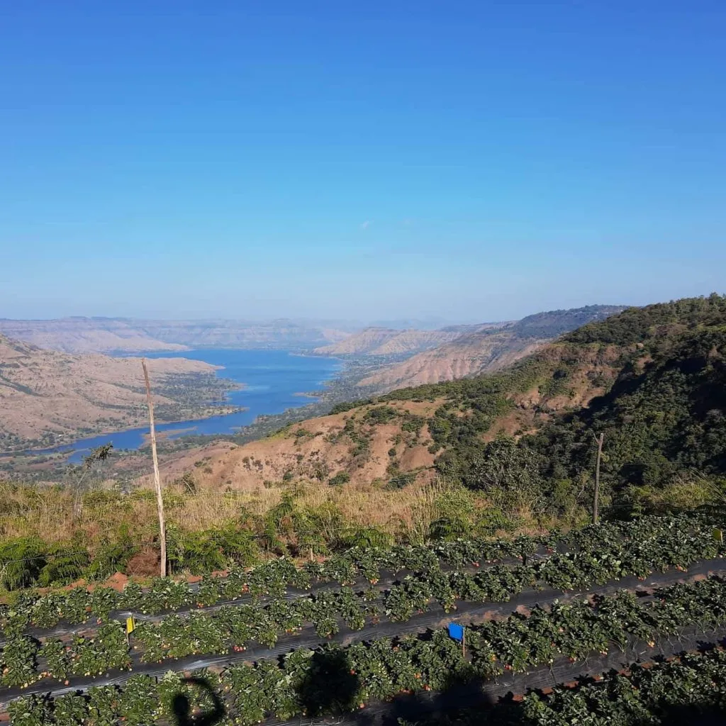 Strawberry farms in maharashtra