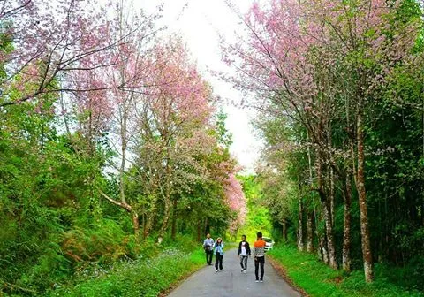 Cherry Blossom in India. Kohima, Nagaland