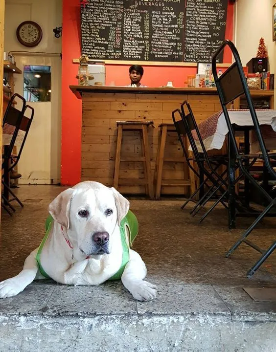 Dog-Friendly Cafes in Pune 