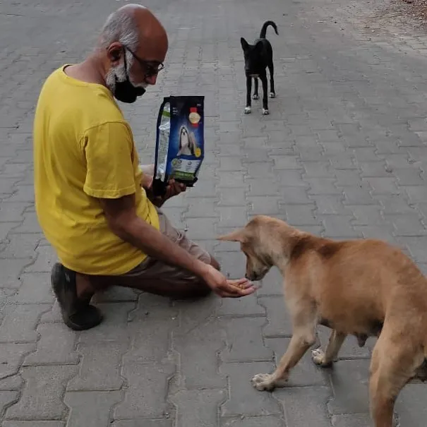 NGOs feeding stray animals