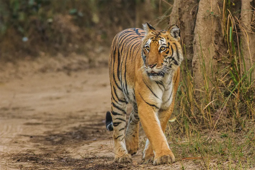 Tiger Reserves in India