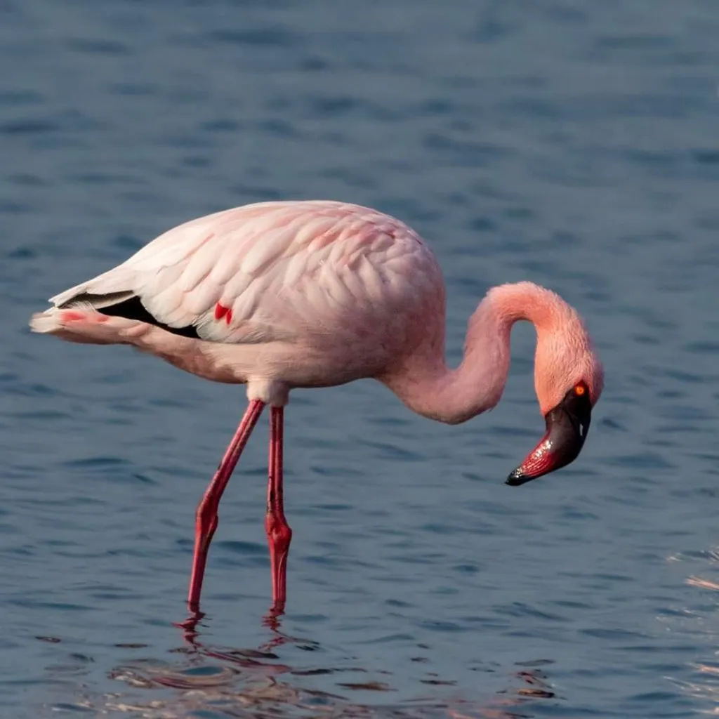 flamingos in mumbai