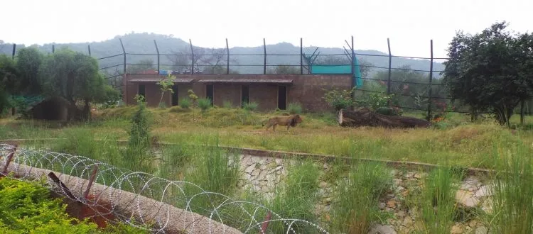 nahargarh biological park