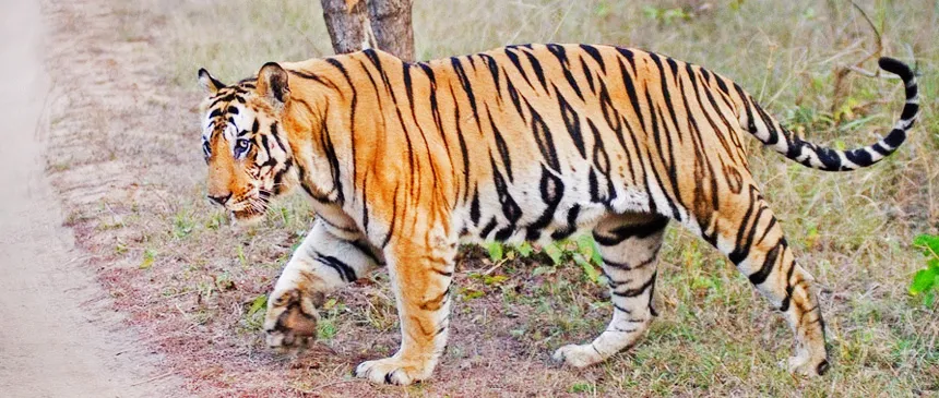 Tiger Reserves in India