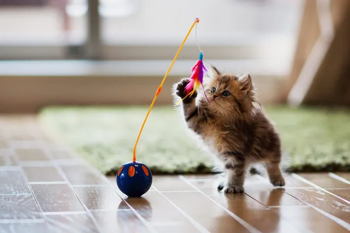 businesses catering to cats