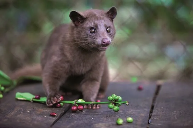 kopi luwak 