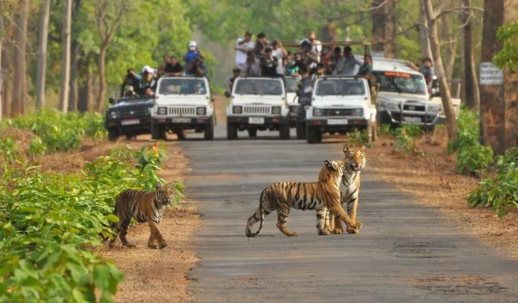 Image result for bannerghatta national park bangalore