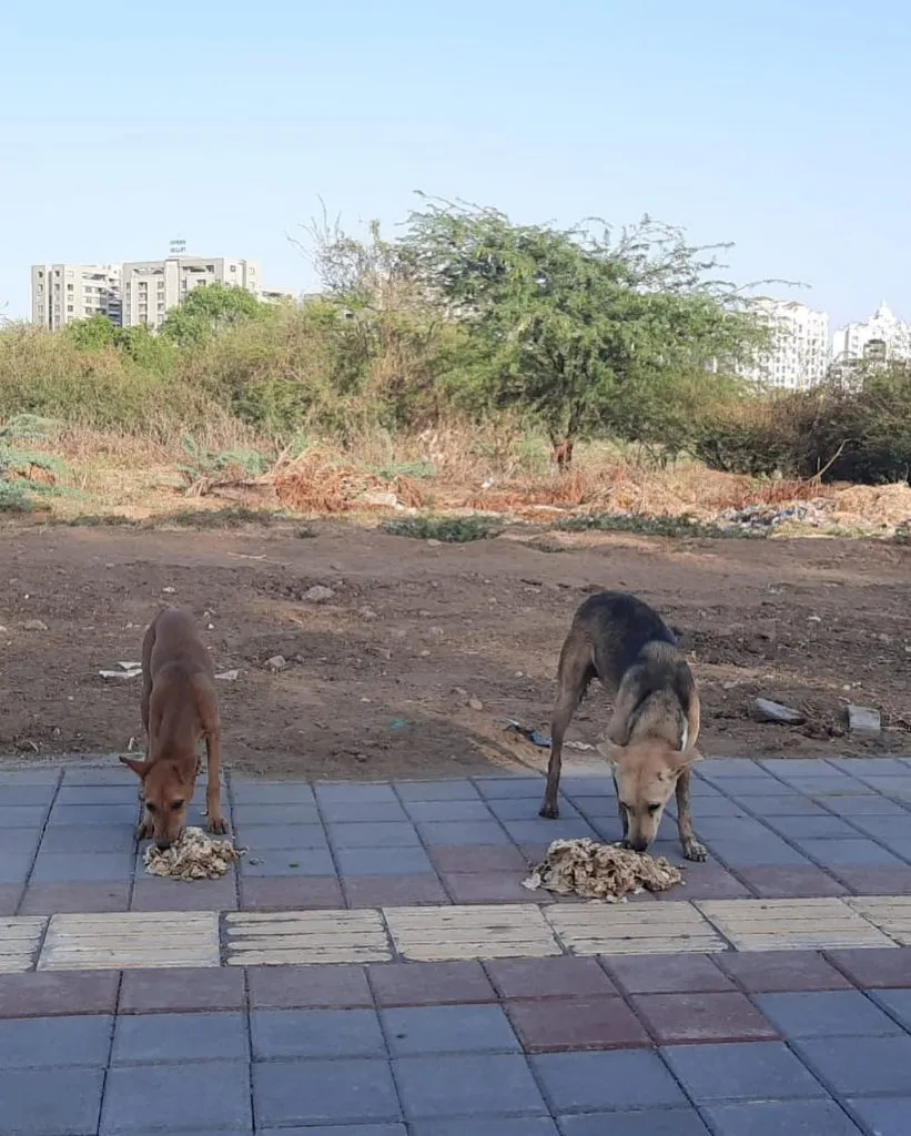 NGOs feeding stray animals