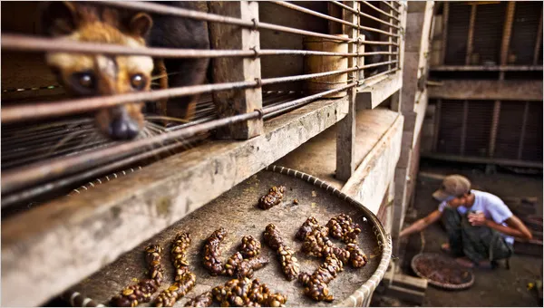 kopi luwak 