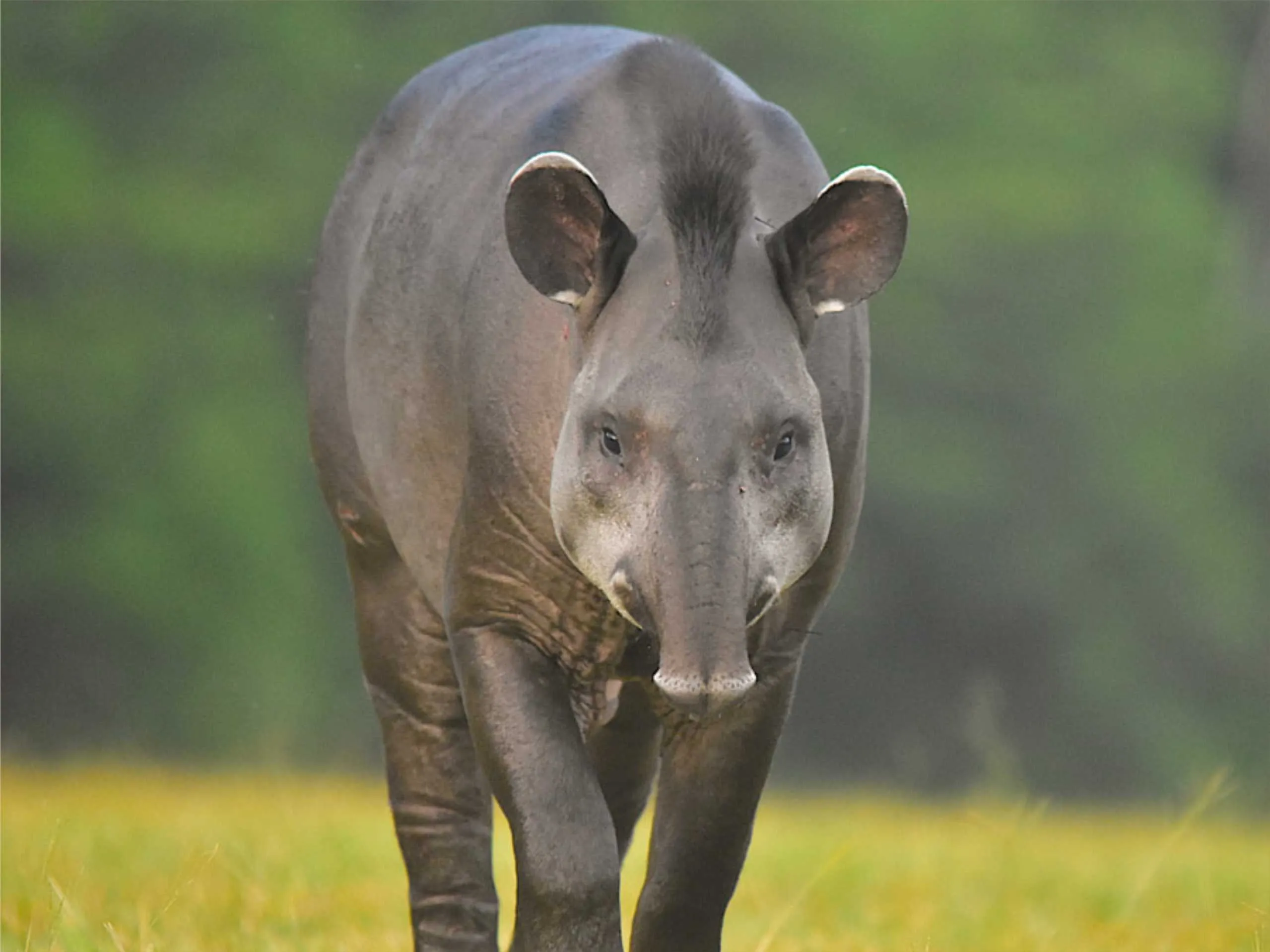 Lowland Tapir