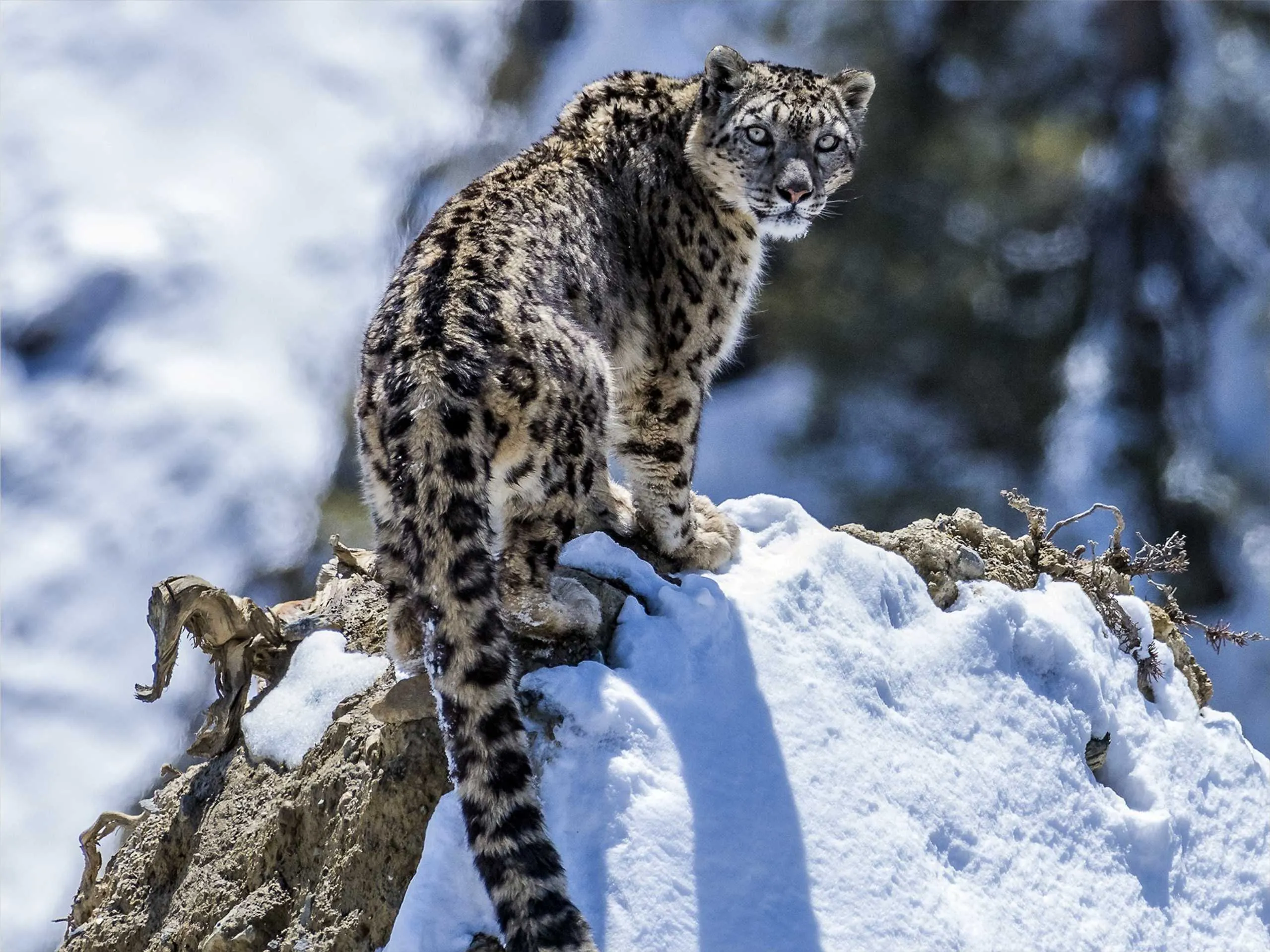 snow leopard