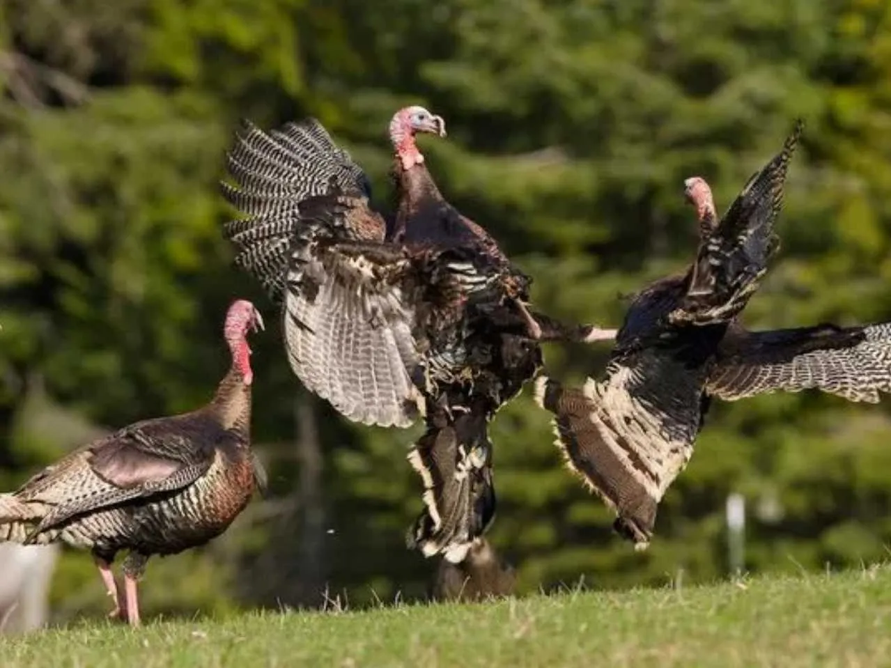 turkey bird fighting