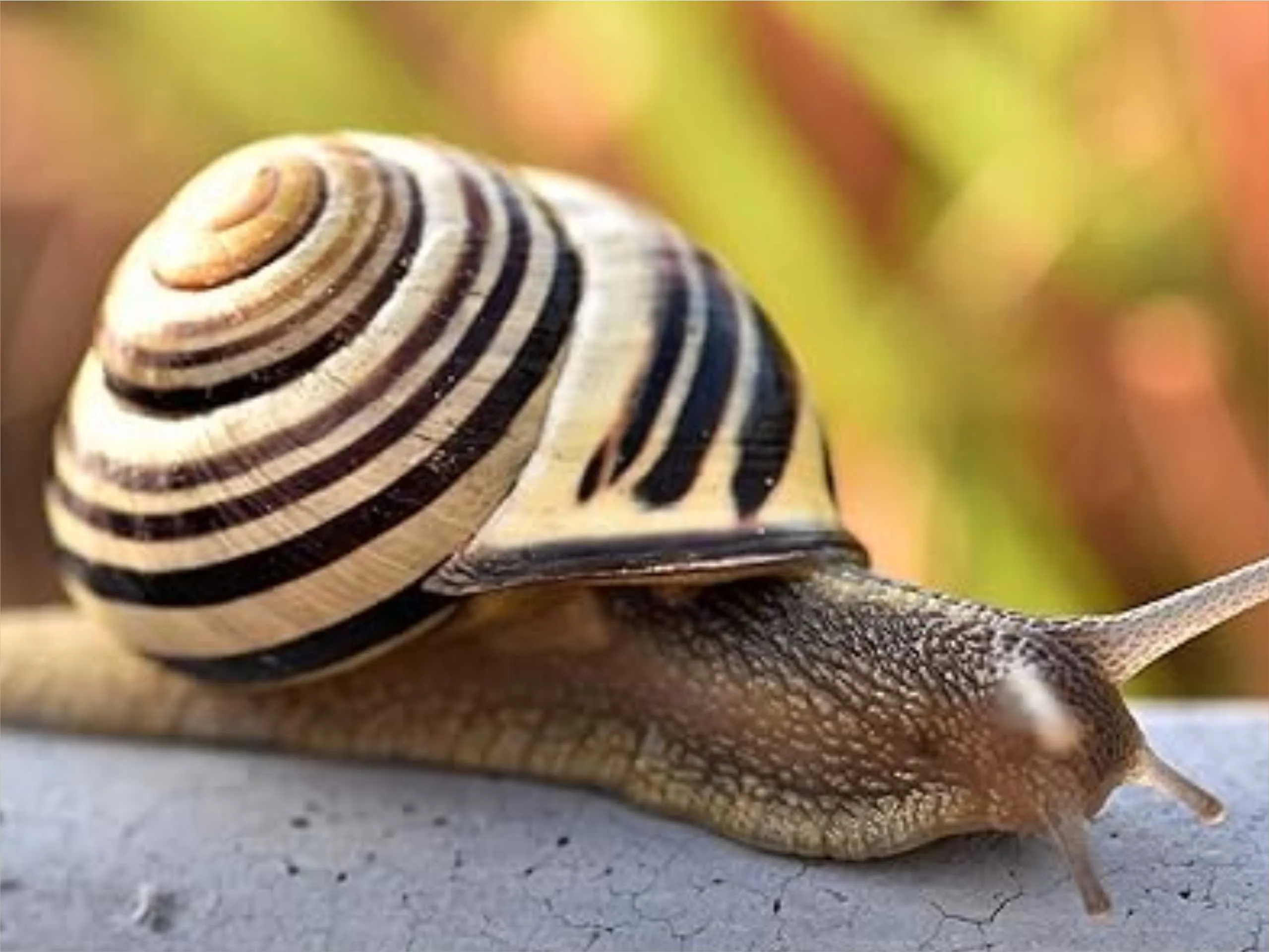 milky snail