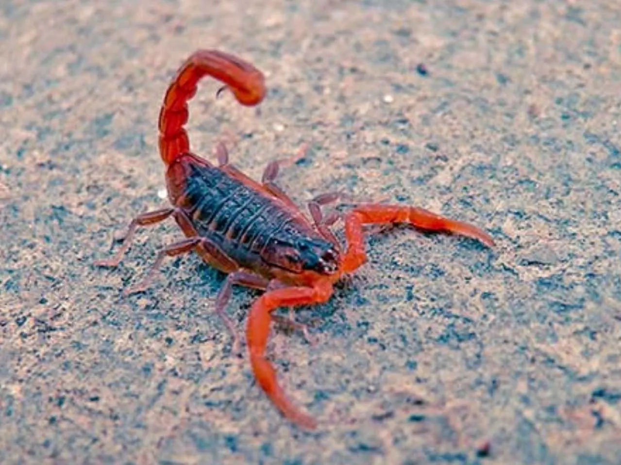 Scorpion 