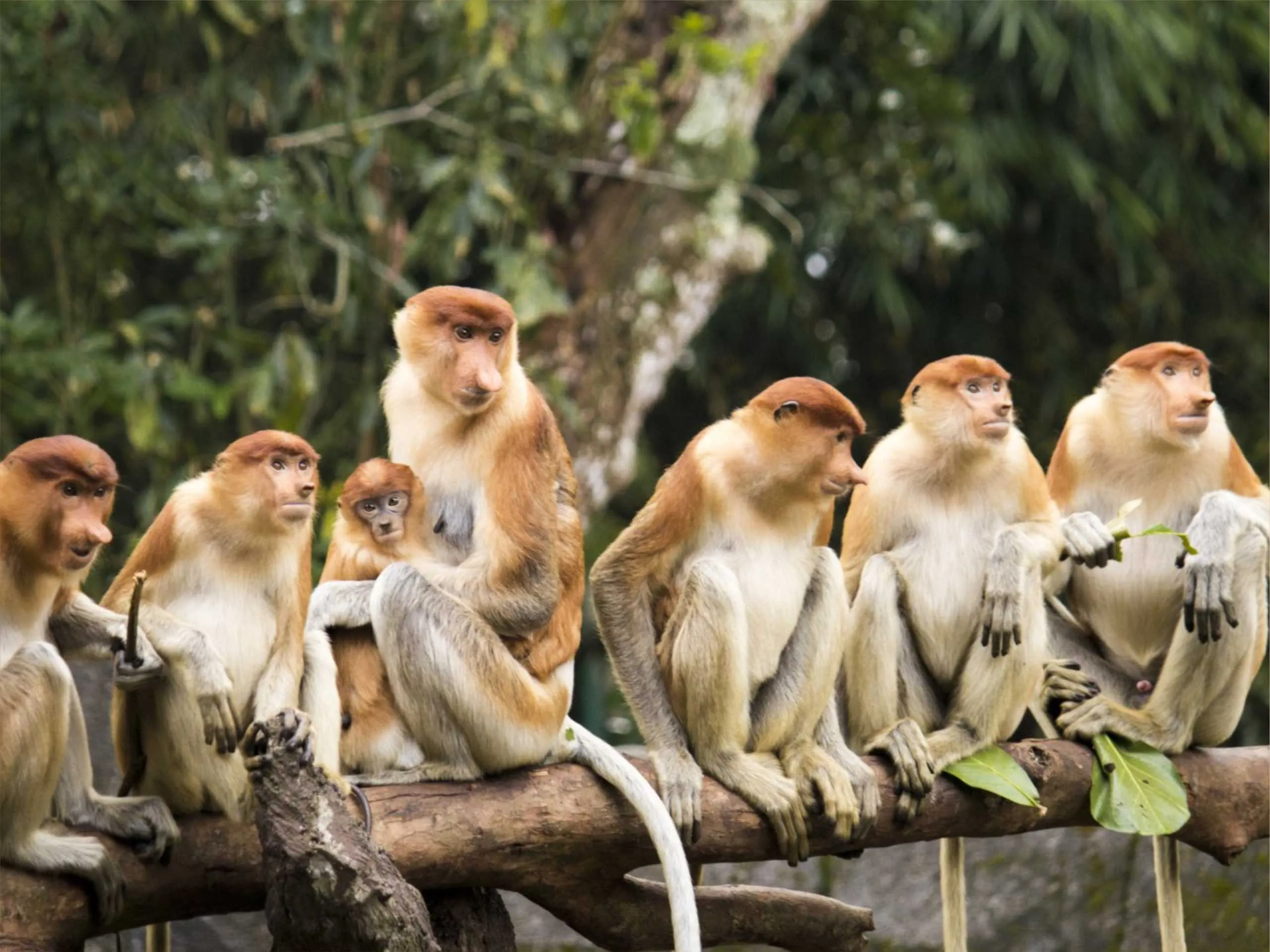 proboscis monkey