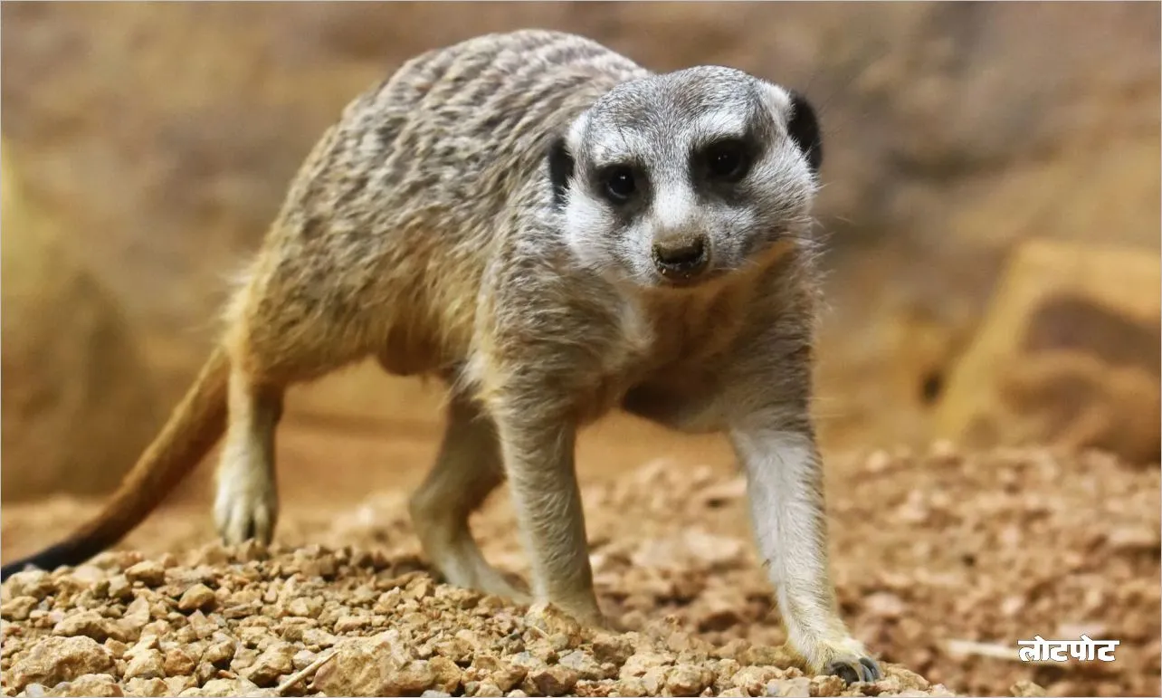 Meerkats the world of devilishly cute little creatures
