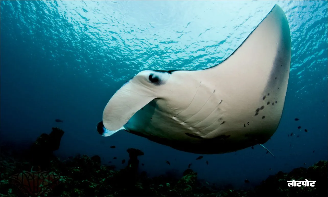 Giant Manta Ray history and biography 
