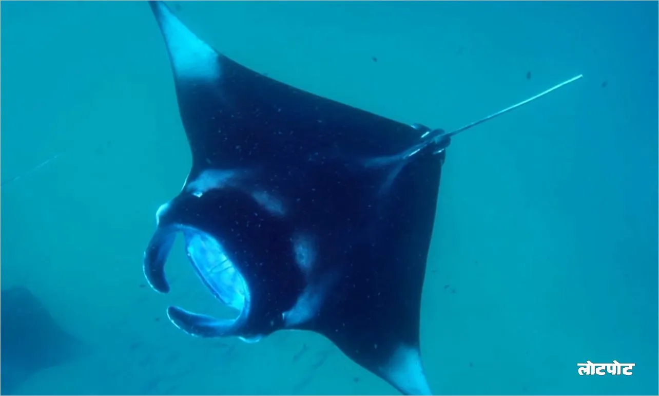 Giant Manta Ray history and biography 