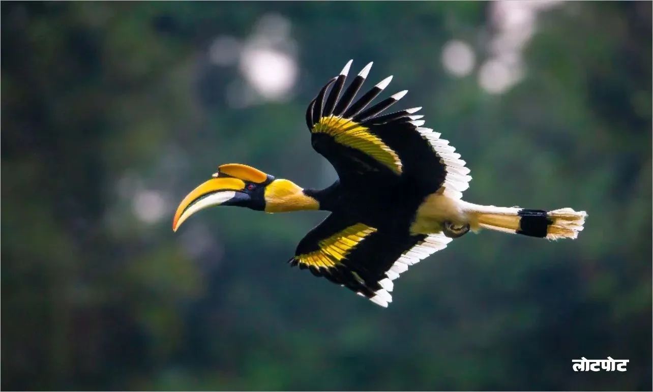 Mysterious Hornbill Bird of India Why is it so special