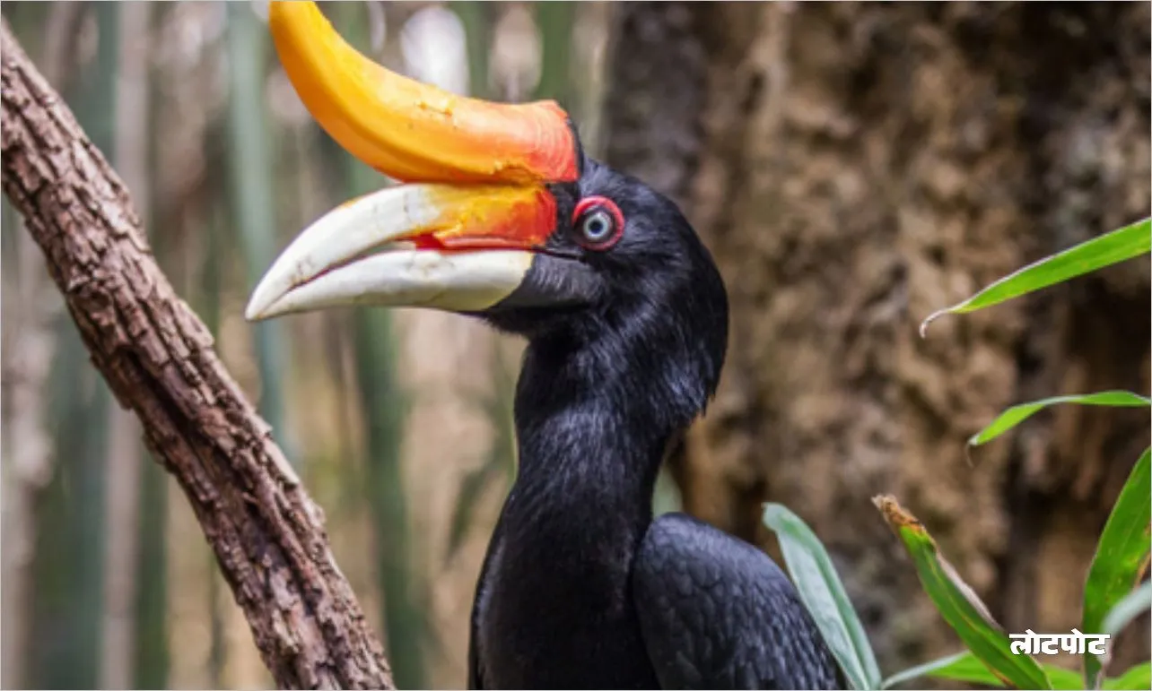 Mysterious Hornbill Bird of India Why is it so special