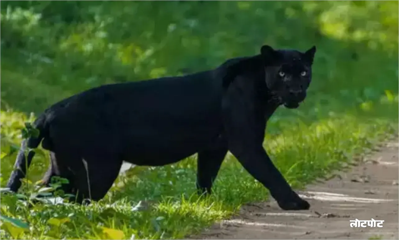 Panther The mysterious hunter of the forest who is special to know