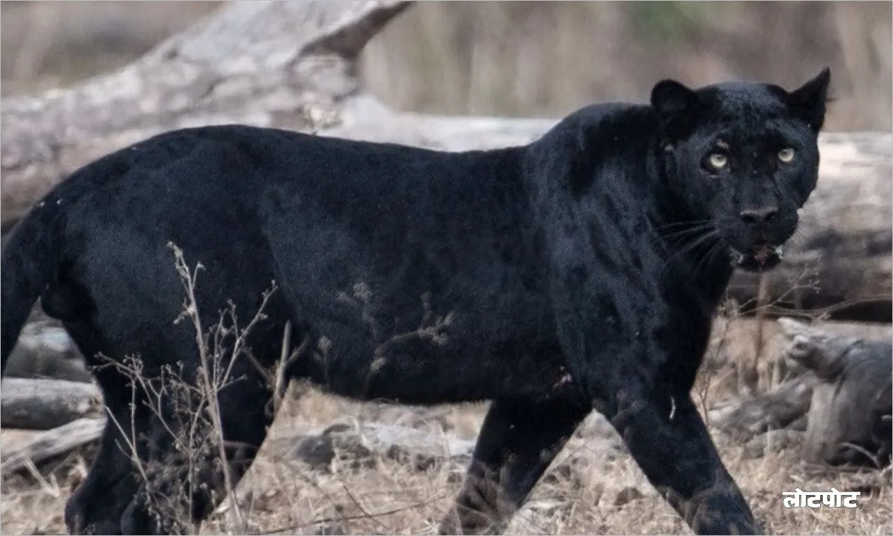 Panther The mysterious hunter of the forest who is special to know