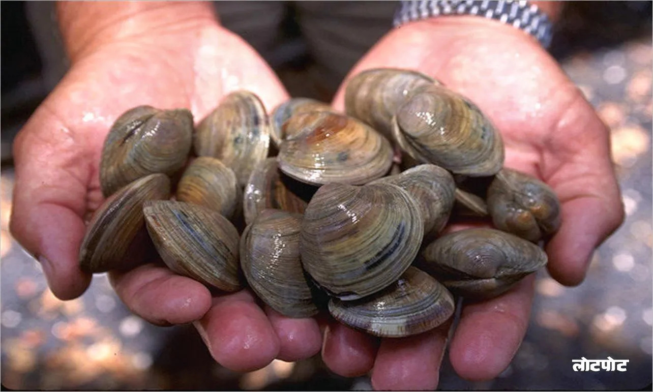 Did you know these interesting facts about clams