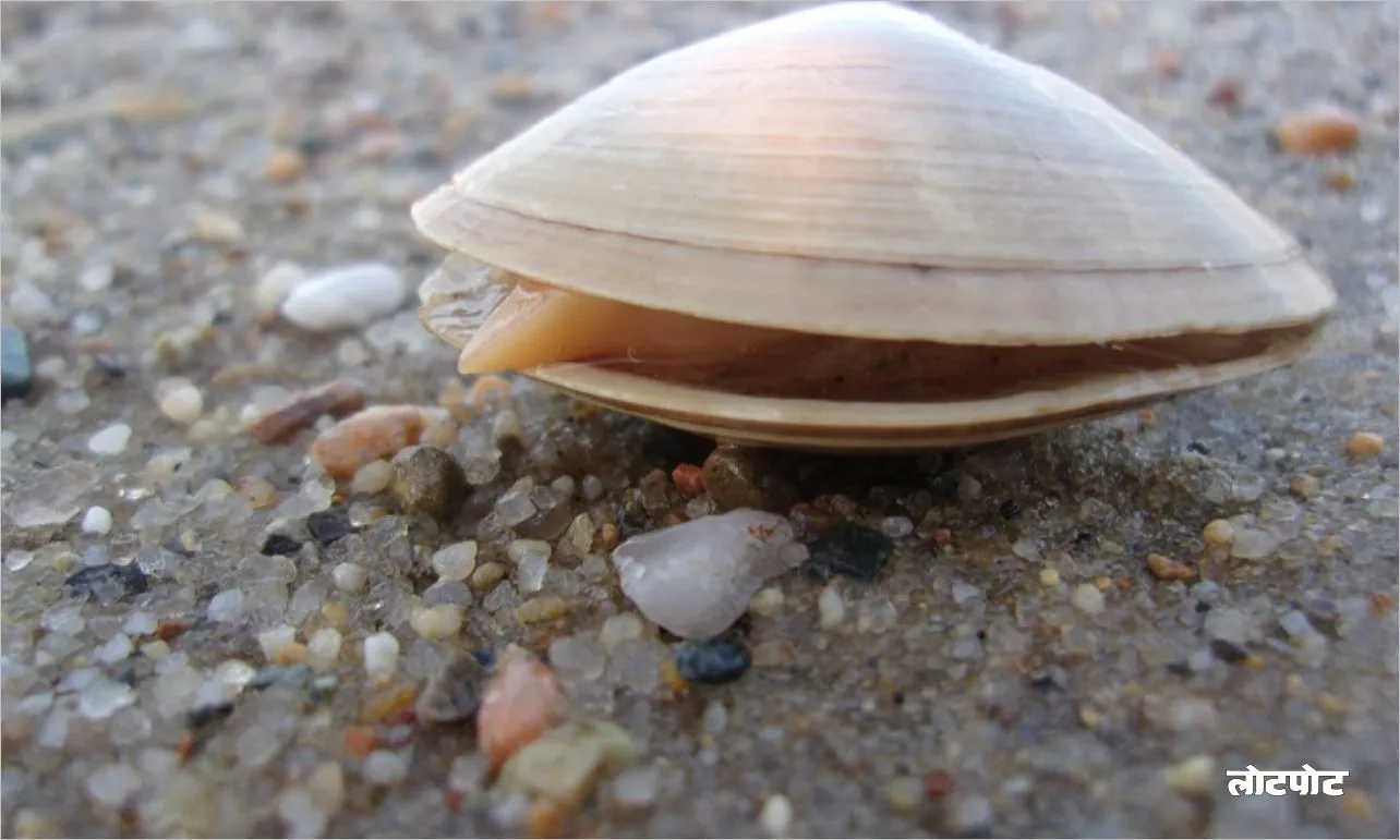 Did you know these interesting facts about clams