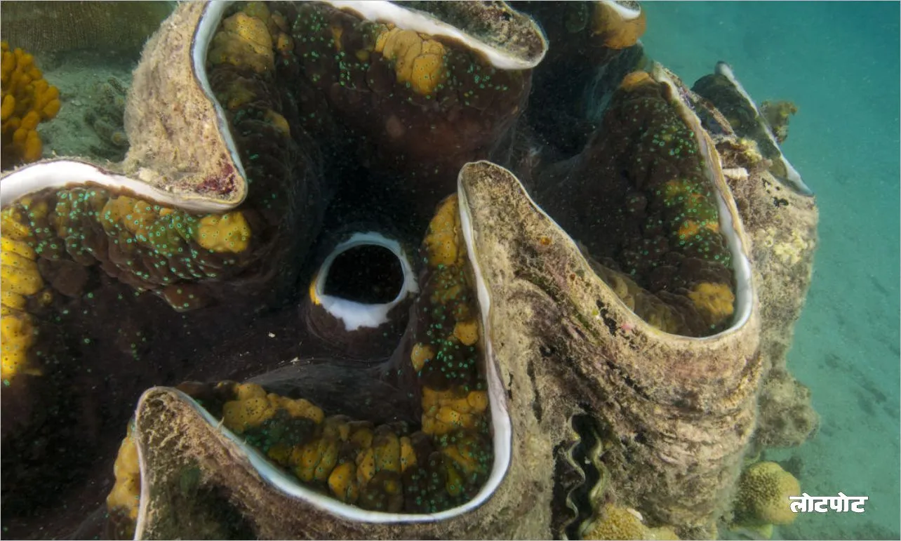 Did you know these interesting facts about clams