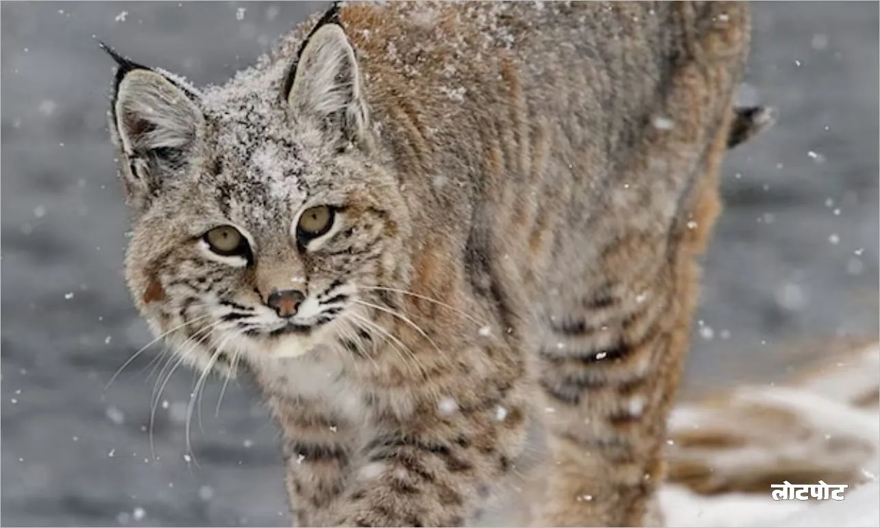 Bobcat The mysterious hunter of the forest