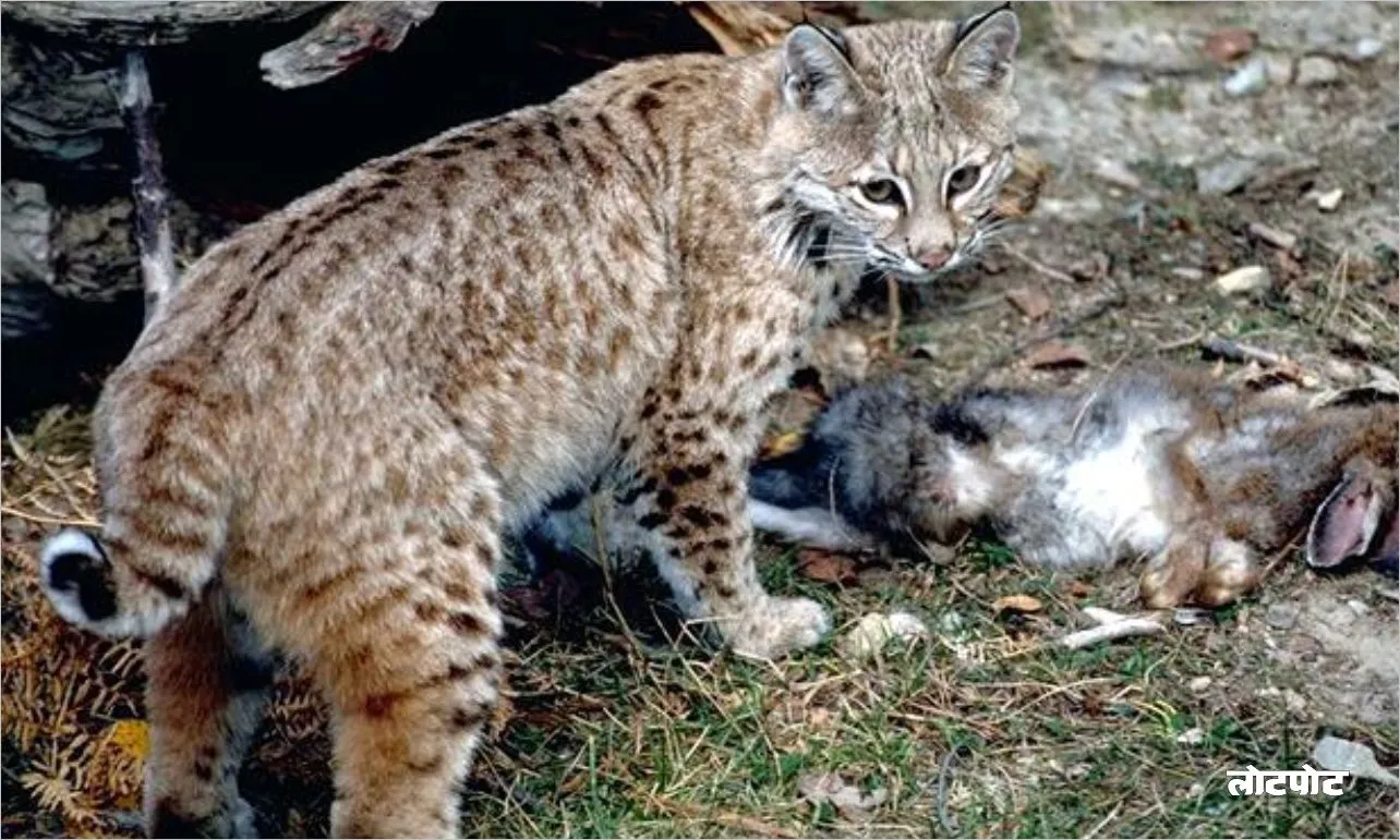Bobcat The mysterious hunter of the forest